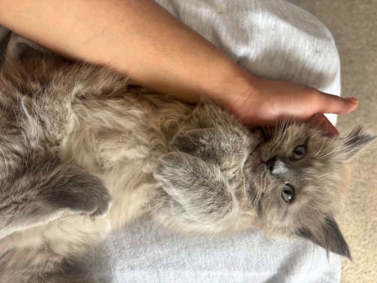 Gorgeous Ragdoll X tonkinese kittens (tonkdoll) ONLY 1 left 