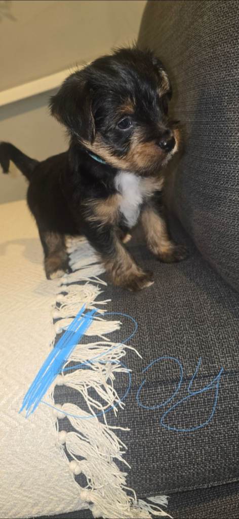 Yorkshire terier puppy 