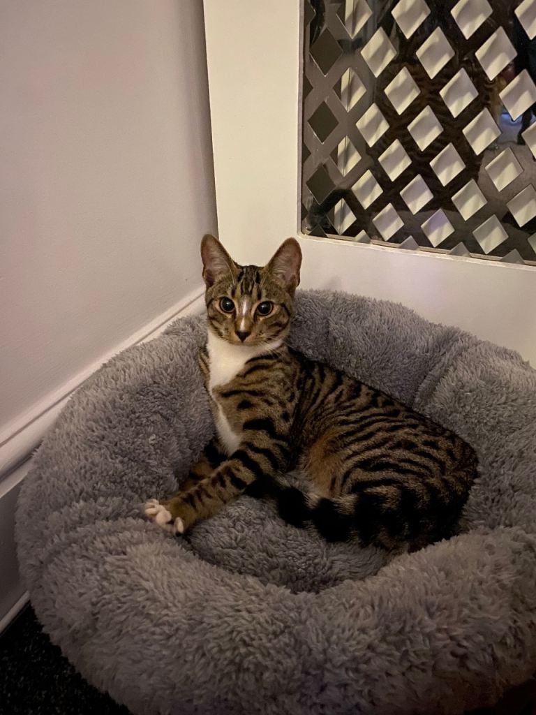 Bengal cross female 4 month kitten 200£.