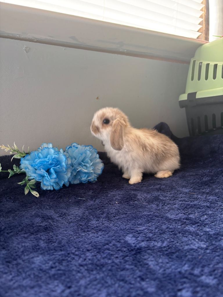 Pure mini lop baby bunnies 