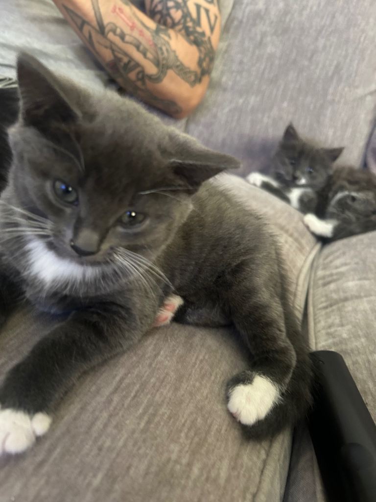 3 grey kittens for sale 