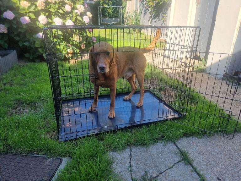 Large Dog Crate