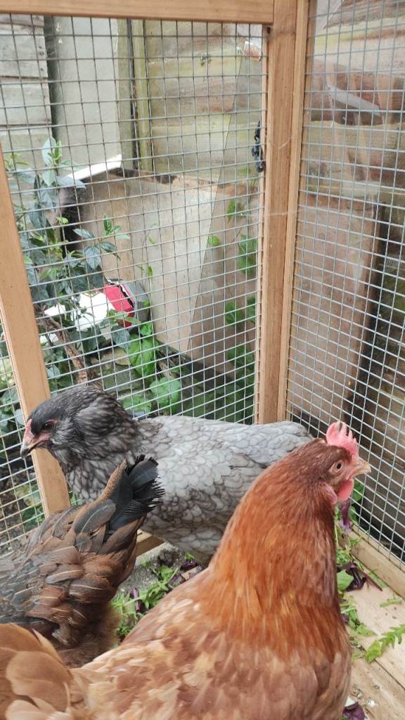 Hens for sale