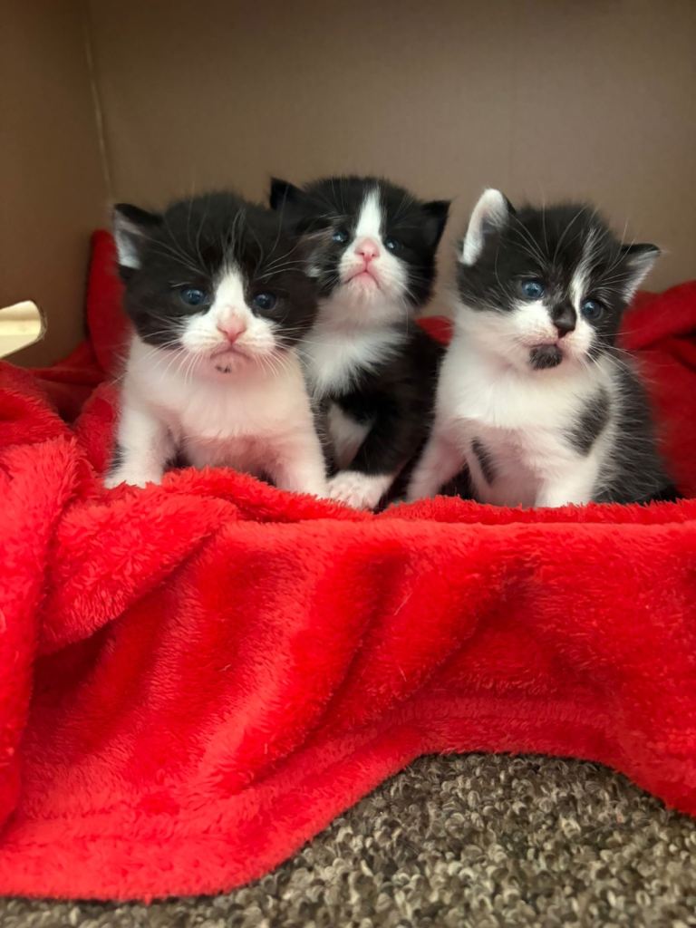Tuxedo kittens for sale 