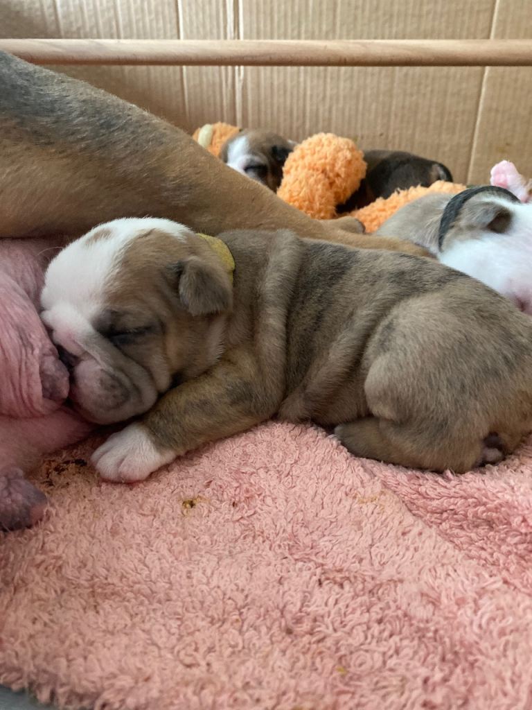5 WEEK OL BRITTISH BULLDOGS 