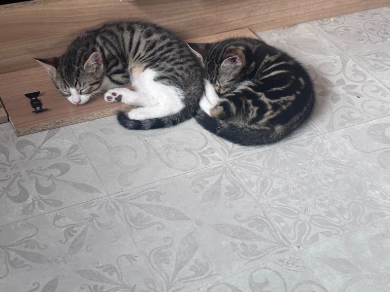 🐾 Two Beautiful British Shorthair Cross Kittens – Ready Now for Forever Homes ❤️