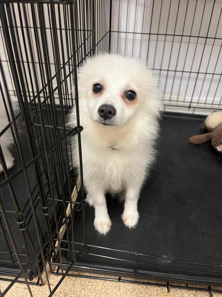 Pomeranian puppy for sale