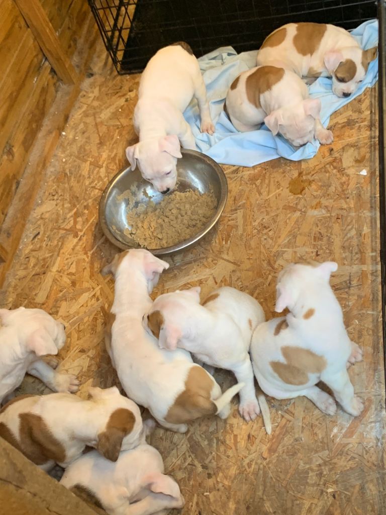 Puppies for sale 
