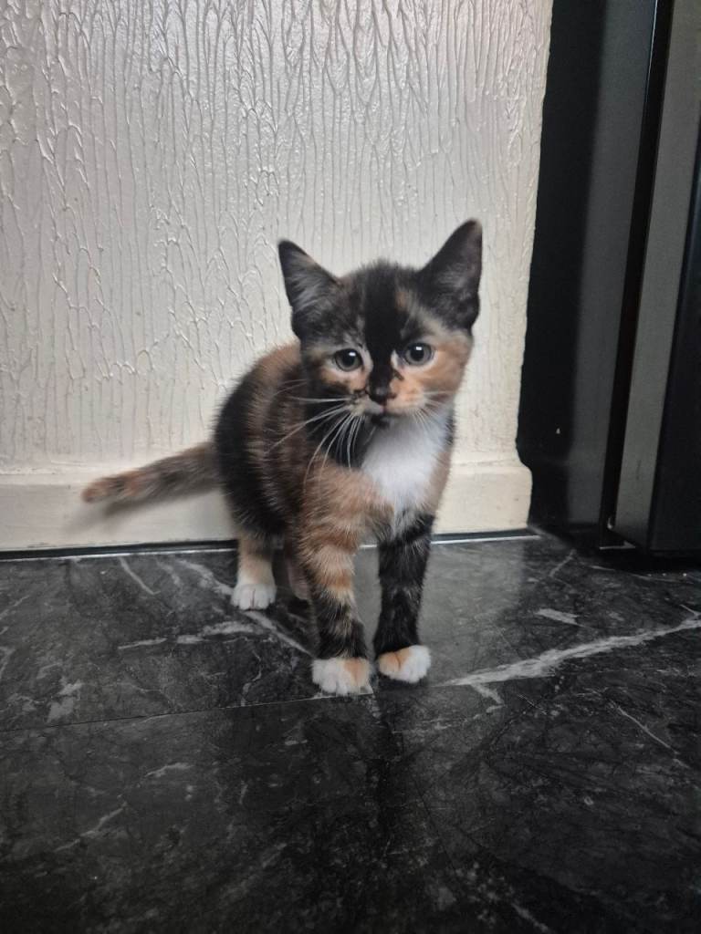 Kittens walthamstow 