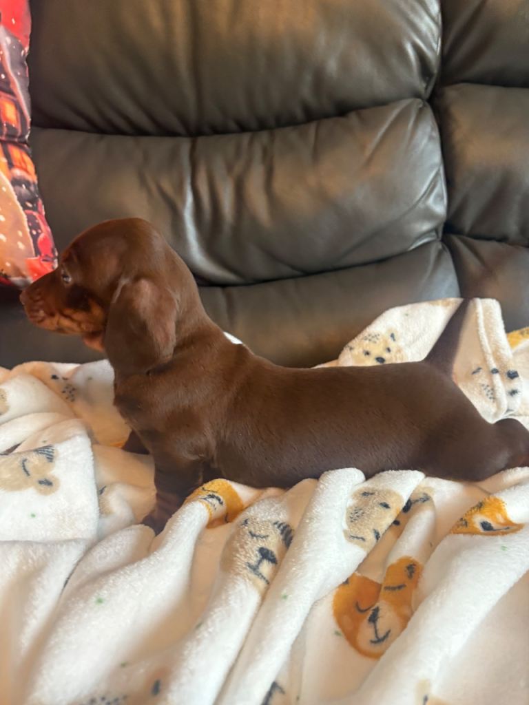 LAST 2 BOYS LEFT PRICE DROP Dachshund pups