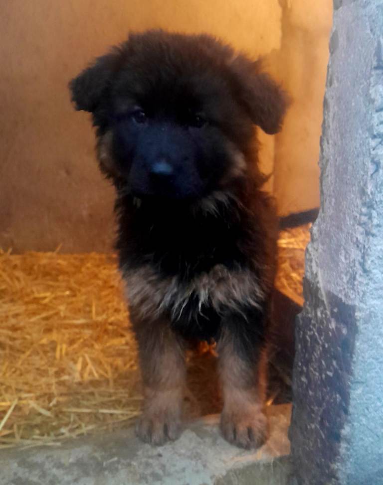 Long haired german shepherd puppies