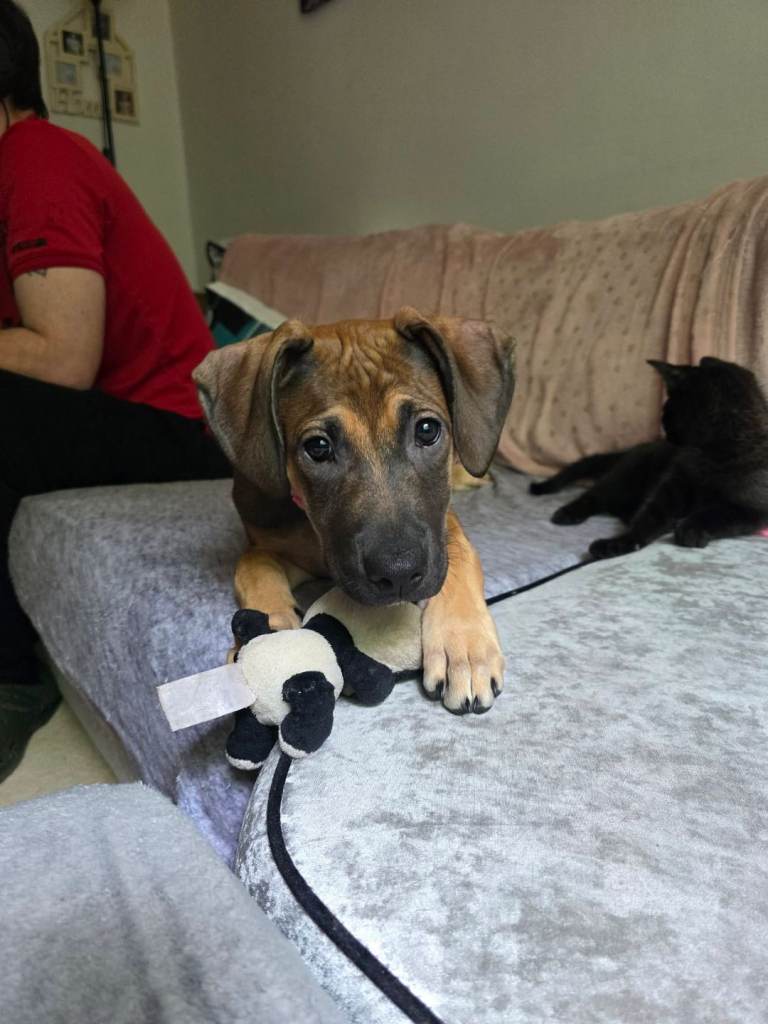 Lurcher x cane corso puppy 