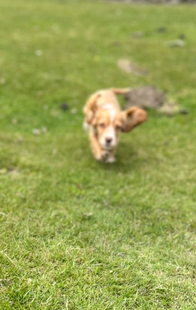 Male cocker spaniel re-homing 