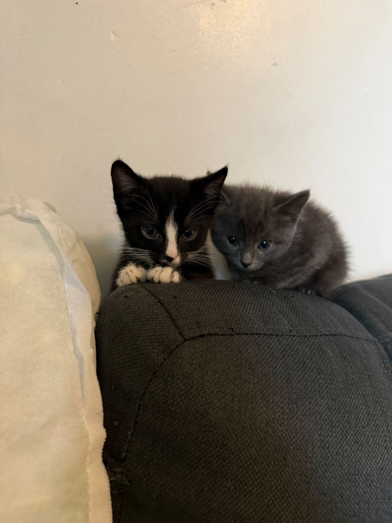 3 beautiful kitten 