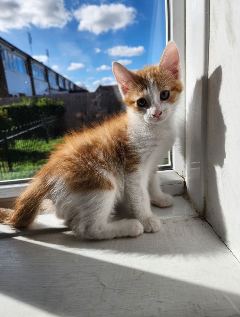 Quarter Maine coon kittens for sale 