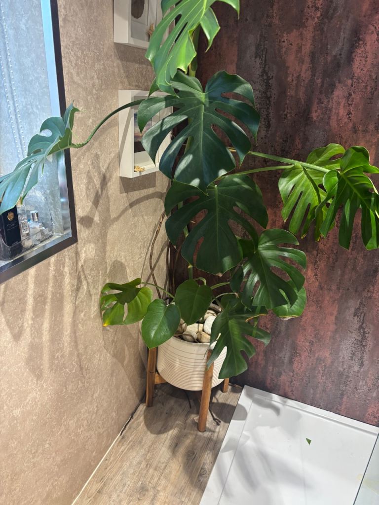 Large Monstera Deliciosa Plant with Pot and Stand