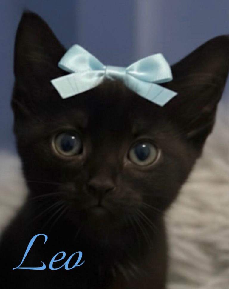 Beautiful kittens for sale 