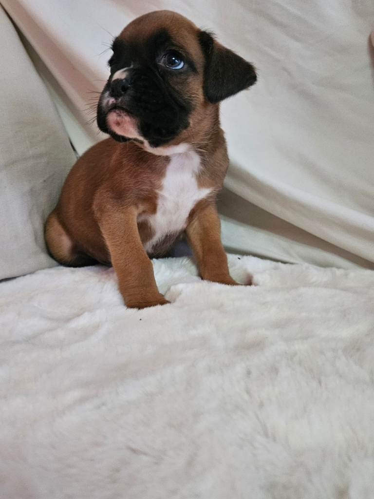 Boxer puppies kc reg