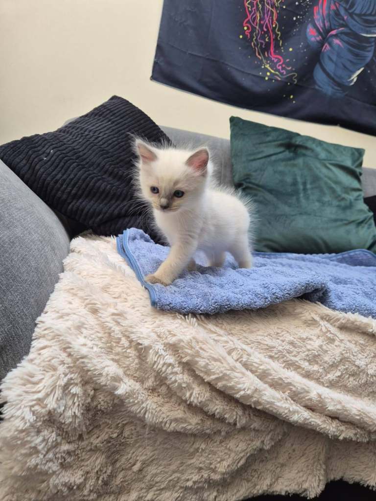 Blue Eyed Ragdolls FOR SALE
