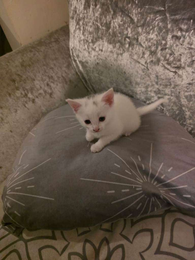 2 x white female kittens 