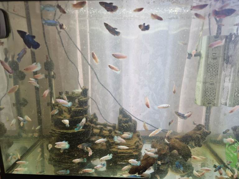Red Tail Rainbow Fish, Siamese fighting fish (Betta) £5 Each - Full Setup Available