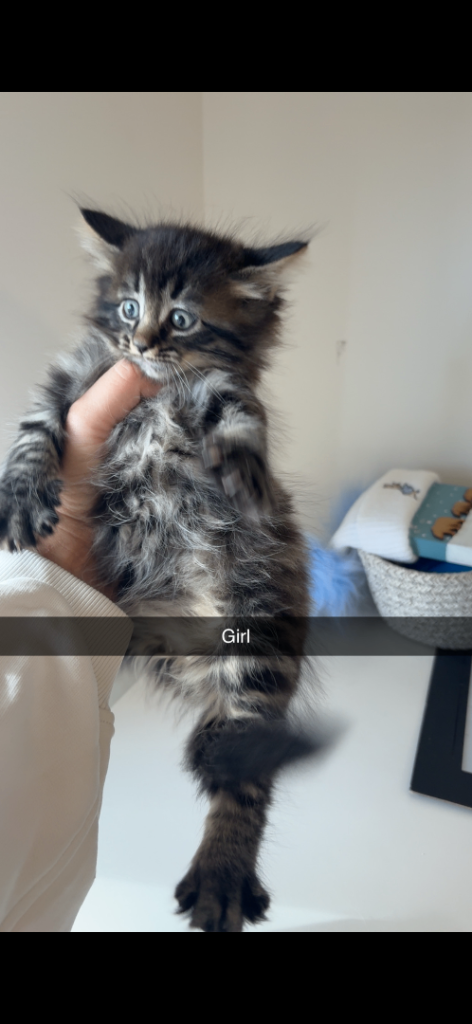 5 KITTENS FOR SALE