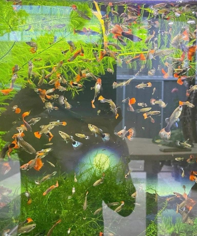 Tropical fish - Fancy Guppy’s 