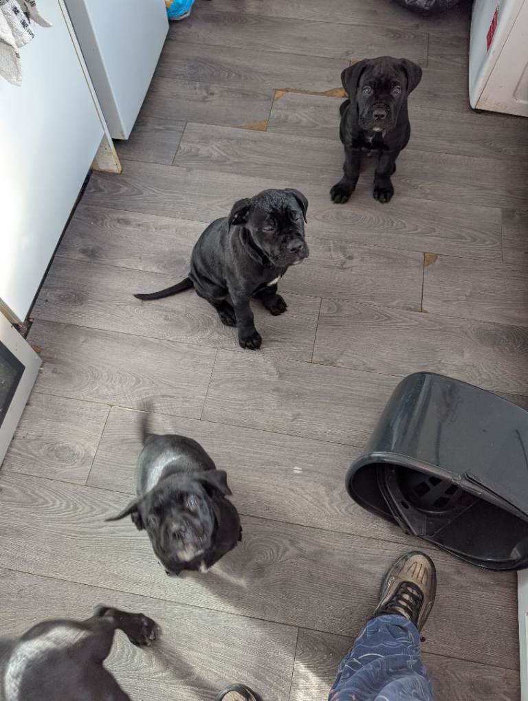 Cane corso 