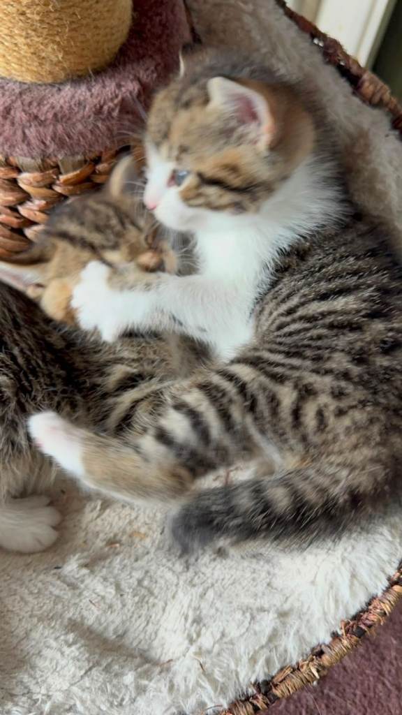 4 kittens & cat for sale
