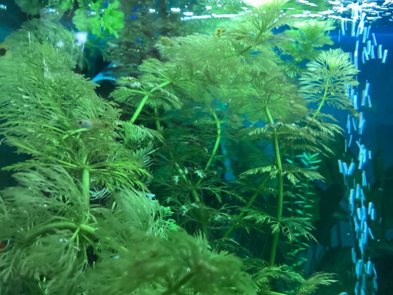Guppies 