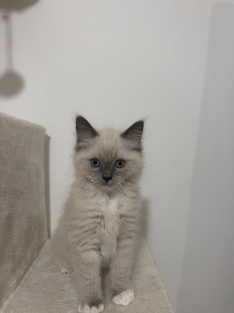 Ragdoll Kittens (1 left) 