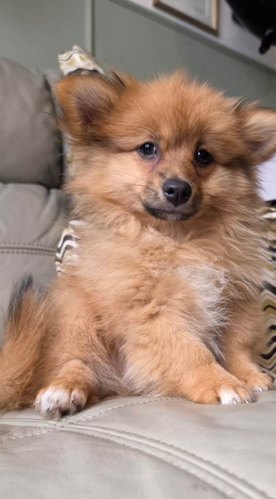 Male pomeranian puppy