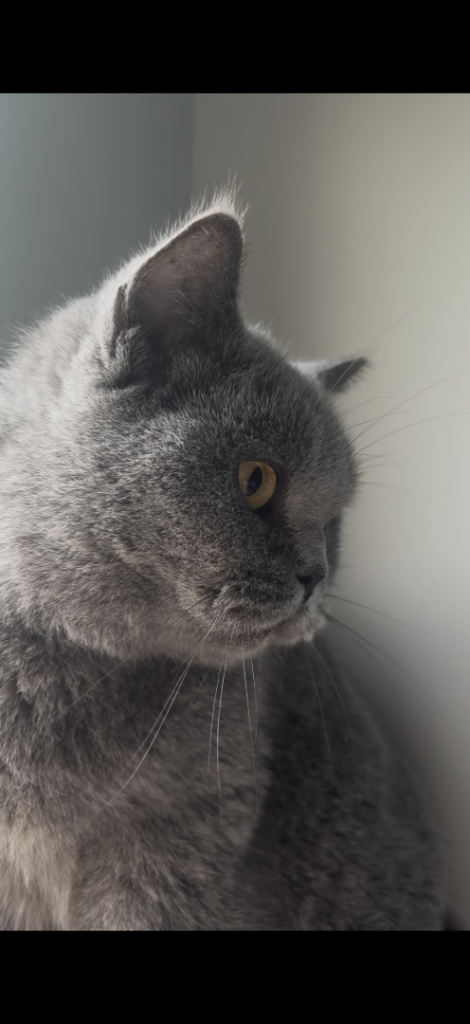 Full british shorthair kittens