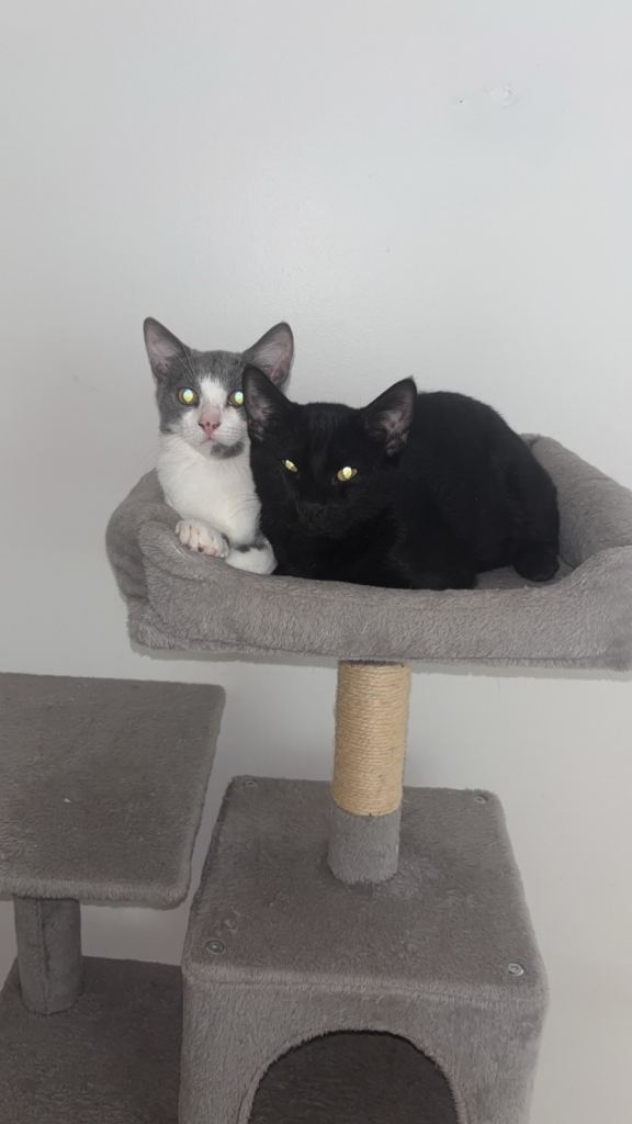 Russian Blue x Domestic Shorthair Kittens READ DESCRIPTION 