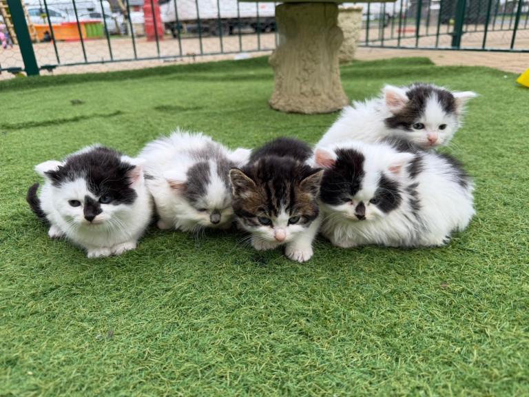 Kittens