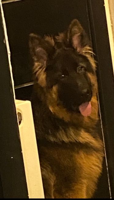 6 months old German shepherd 