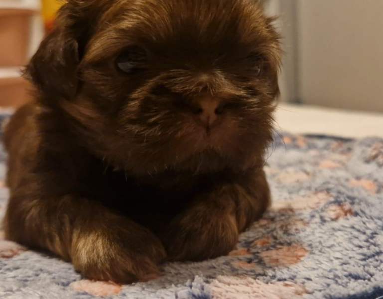 Imperial Shih tzu- Two Beautiful girls left ❤️ 