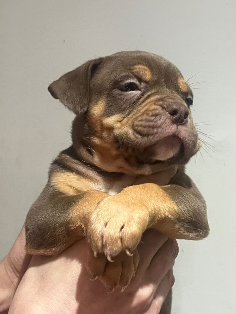 Beautiful puppies - ready now!!