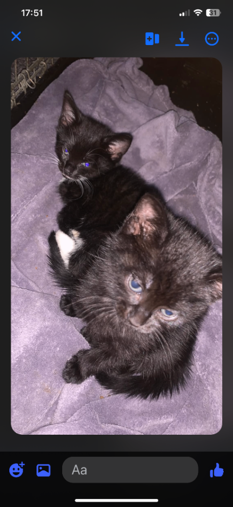 Kittens 