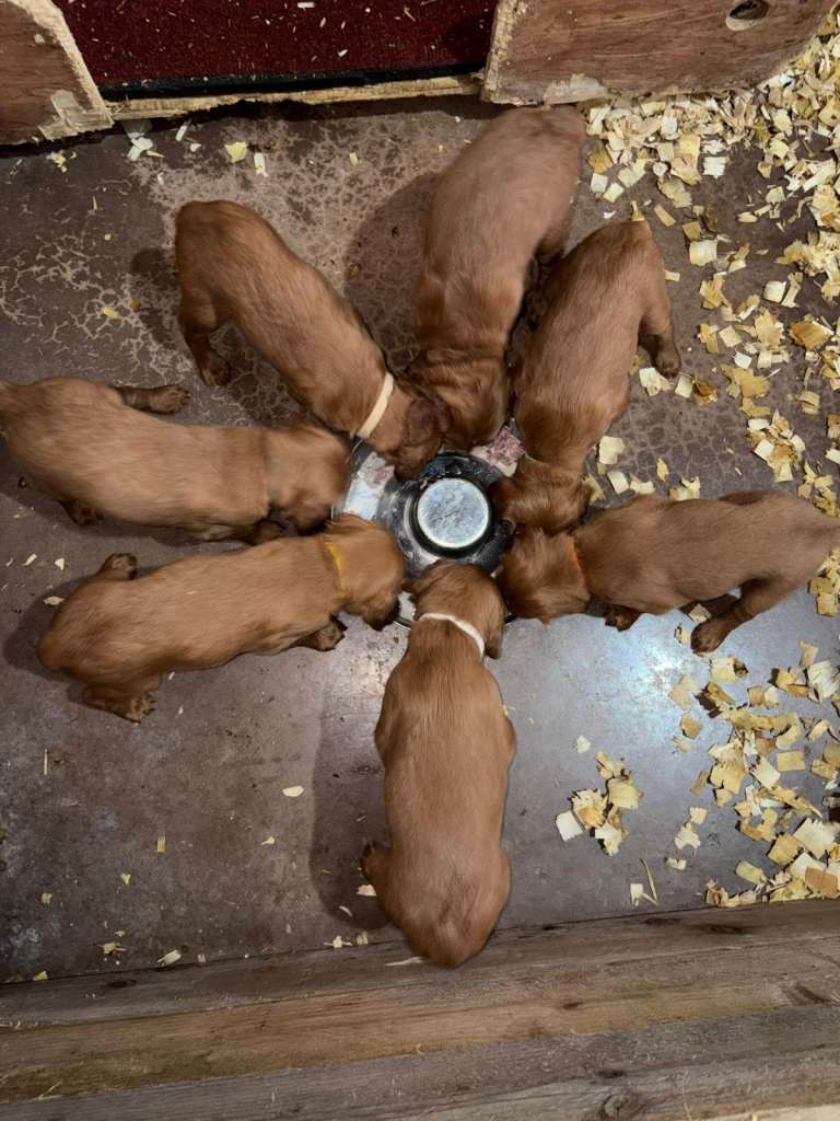 Outstanding Litter of Irish Red Setter Pups