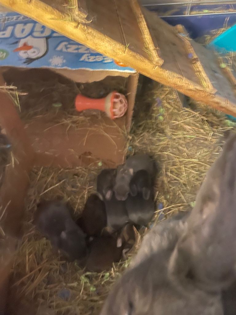 Baby mini Rex