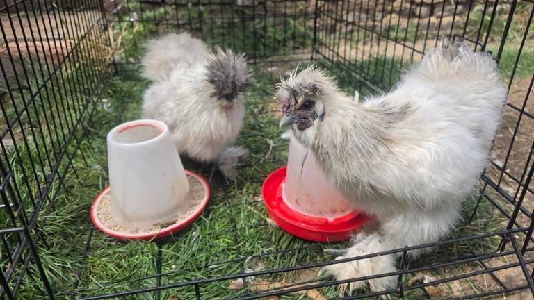 2 silkies and a peking bantam for sale 14weeks