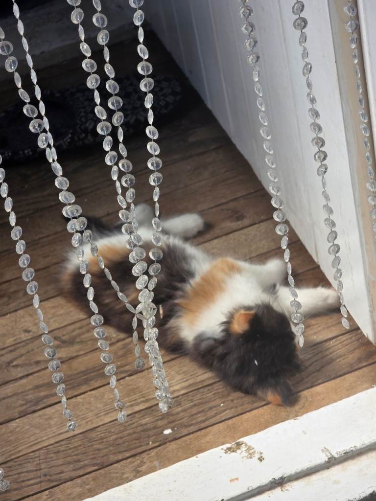 Kitten