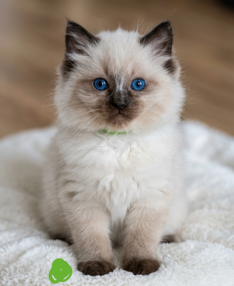 Ragdoll kittens purebred 