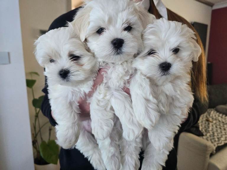 Adorable Maltese Puppies for Sale