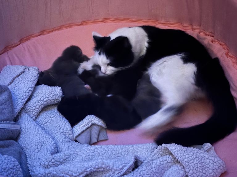 half norwegian kittens 