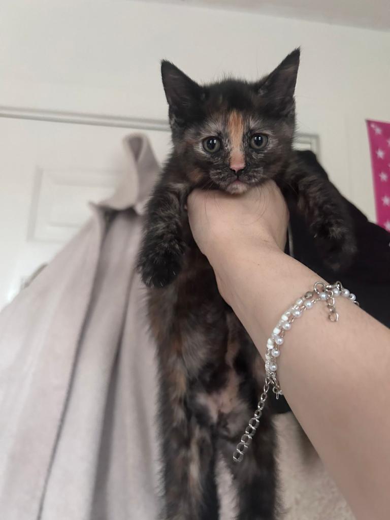 KITTENS READY TO LEAVE !!