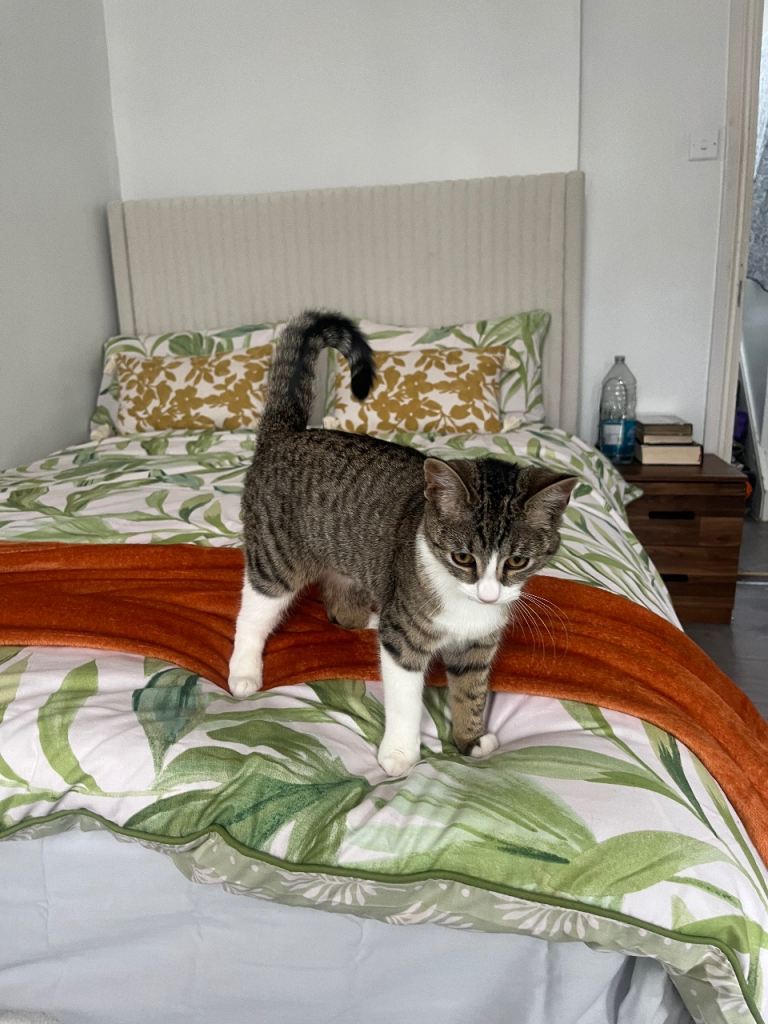 6 months female cat 