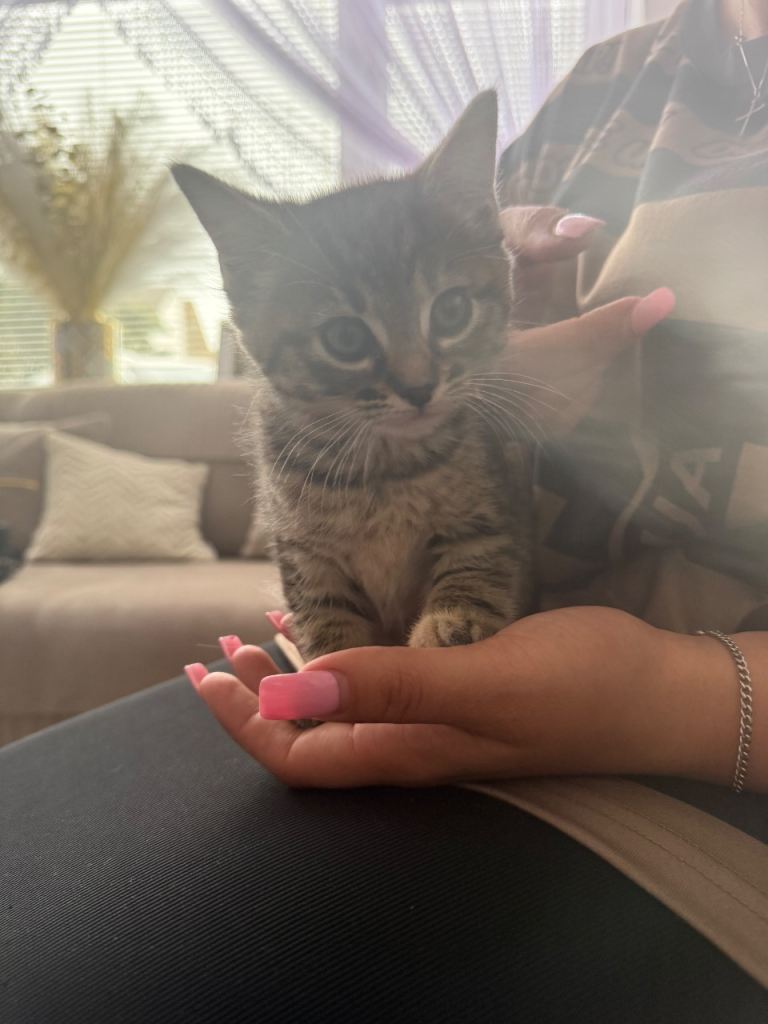 3 BEAUTIFUL KITTENS FOR SALE NEED GONE ASAP