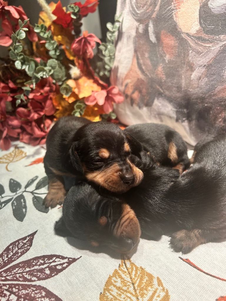 Mini dachshund puppies